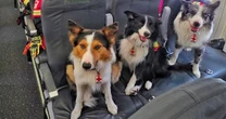 Orly, Balam y Kenai: Los perritos rescatistas mexicanos que viajan a Venezuela para buscar sobrevivientes