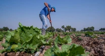 Brote de diarrea explosiva: México y EU descartan presencia del parásito Cyclospora en lechugas mexicanas