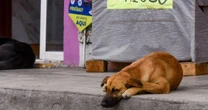 Los adoptaron en pandemia y los dejaron después: México encabeza la crisis del abandono de perros