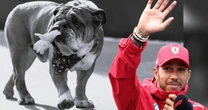 La historia de Roscoe, el perrito vegano de Hamilton que ‘Checo’ Pérez ‘secuestró’ 