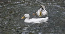 ¿Fan del pato Merlín? Unidad de Fauna Silvestre alerta por posible compra y abandono de patos