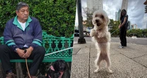 Tu ‘lomito’ ya no ‘devorará’ la quincena: Piden eliminar IVA a comida para mascotas y gastos veterinarios