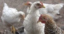 Muere niña de 3 años por influenza aviar H5N1, el primer caso detectado en México