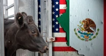 Gusano barrenador contraataca: EU cierra la frontera al ganado mexicano tras confirmar otro caso