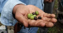 Nestlé ‘ve potencial’ en México: Invertirá 2 mil mdd hasta 2027, ¿cómo beneficiará al café?