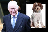 King Charles has new dog named Snuff - his first pooch in two decades