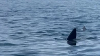 Huge shark lurks off coast at Brit hotspot Marbella for first time in 35 years