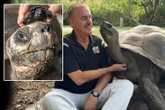 Tortoise becomes world's oldest new dad after having first baby aged 135