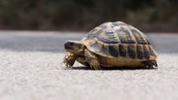 Two killed after pilot lost control while trying to dodge turtle on runway