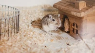 From hamster that bites to rabbit's eating habits - your pet queries answered