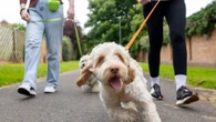 Ten ‘lap lounger’ dog breeds that need hardly any walking & happy with a garden