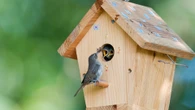 Two essential bird feeder tasks all gardeners must do NOW before winter