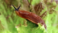 Changing simple gardening routine plus £1.20 TEMU buy will rid garden of slugs