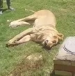 Animal lover mauled to death & eaten by his PET LION days after buying beast