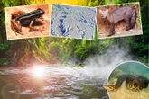 Lost cities & eerie 'ghost dogs' - 6 mysterious discoveries inside the Amazon