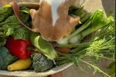 Fans baffled by Meghan's 'haul' of home-grown veg... that 'isn't in season'