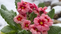 The £1 plant to grow in September for colour in winter AND it survives frost