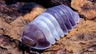 Crooks ‘earn more smuggling WOODLICE into UK than cocaine’ amid new craze