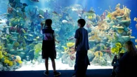 Aquarium mocked for launching special exhibition of 'non-binary' fish