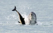 Killer dolphin on loose off UK coast after slaying baby mammal and SHARK
