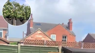 I’ve found a fast-growing, cheap tree that blocks out neighbours & doesn’t shed