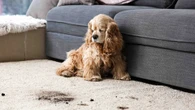 The 7p tip to keep pet hair at bay this malting season & the sofa to avoid