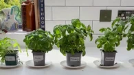 Mum buys 8 basil pots from different supermarkets to see which lasts the longest