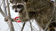 City surrenders to Nazi raccoons as explosion of pests is unstoppable