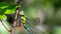 Half of kids wouldn’t be able to name a dragonfly if they saw one