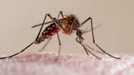 Keep mosquitoes out of your home using an item you’d throw in the bin