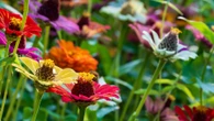 The £1.99 Lidl bulbs to plant in September for flowers that bloom until spring