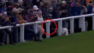 Moment Bill Murray's drive hits fans and a DOG and bounces back into play