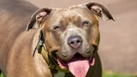 Builder mauled by XL Bully who escaped while owner offered him cup of tea