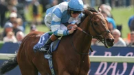 Pride Of Arras slashed into 4-1 for Derby as The Lion In Winter flops at York