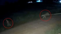 Moment pet lion chases down boy before mauling him after escaping from cage