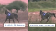 Chaos as runaway racehorse gallops three miles from track through farm and woods
