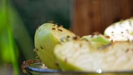 Warning to Brits over swarms of fruit flies invading homes - 35p buy to ‘trap’ them