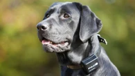 Warning to ALL dog owners over collar rule that could land you with £5k fine