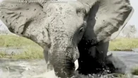 Moment rampaging elephant tries to flip over canoe and trample safari tourists