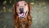 Dogs now live two YEARS longer - here are the reasons why