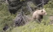Chilling last vid of climber moments before he was attacked by bear
