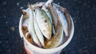 Fan swaps 5 kilos of semi-dried fish worth hundreds for ticket to see Tottenham