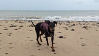 I stayed at dog-friendly cottage in UK with welcome hampers and nearby beaches