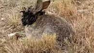 'Zombie' rabbits with tentacles have been spotted in the wild -is your pet safe?
