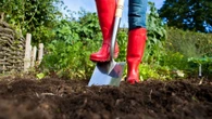 The veggies you should be sowing right NOW so they can harvest later this year