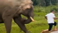 Moment tourist is chased & trampled by elephant after trying to take selfie
