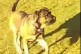 Woman mauled by huge 'Mastiff' in horror attack on seafront with CCTV released