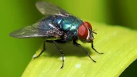 Gardening pro reveals three household items that will keep pests away