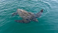 Rare leatherback turtle spotted off Devon coast in 'incredible' sighting