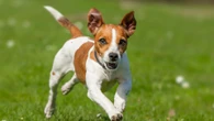 I work in a doggy daycare & wouldn't own 10 breeds - they're stinky & unhealthy